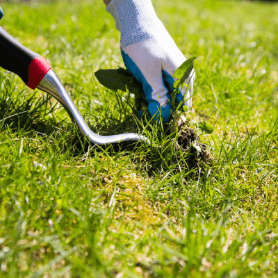Weed Control